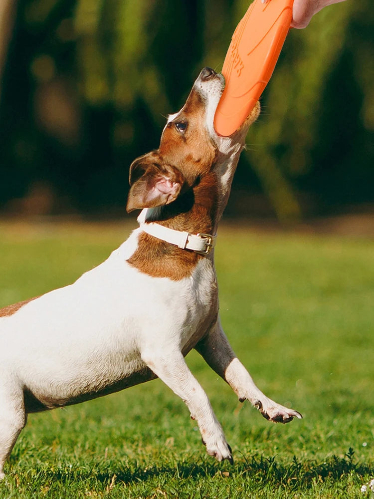 Dog Flying Disc