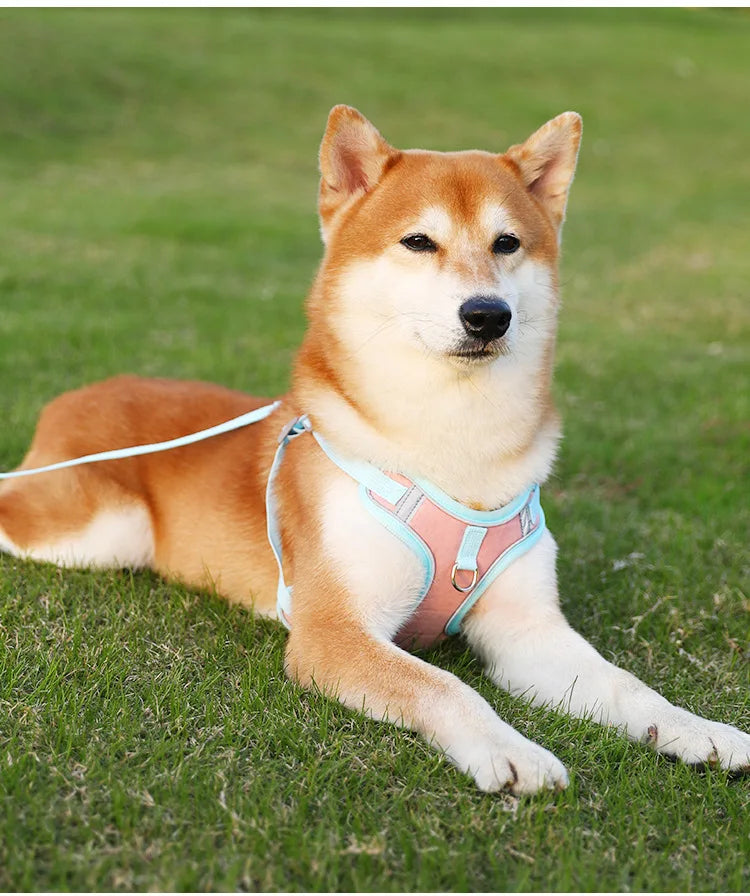 Adjustable Dog Harness