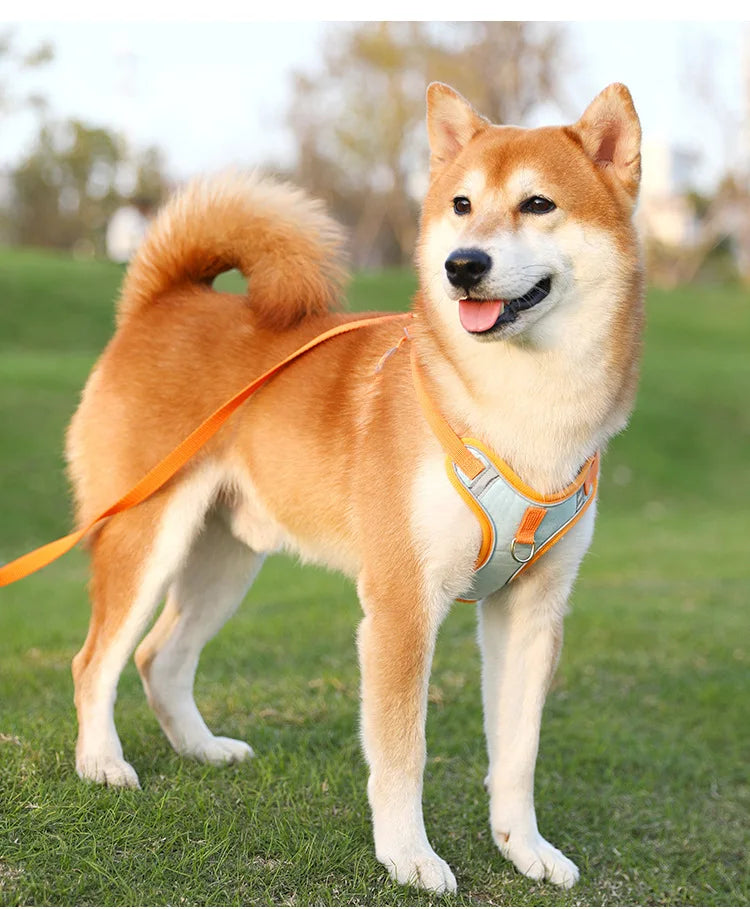 Adjustable Dog Harness